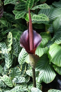 Amorphophallus