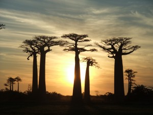Avenue of Baobabs