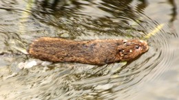 Water vole is described as "a hairbrush with and outboard motor by our tutor Darren Tansley