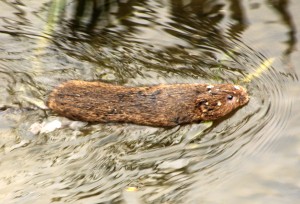 Water vole is described as "a hairbrush with and outboard motor by our tutor Darren Tansley