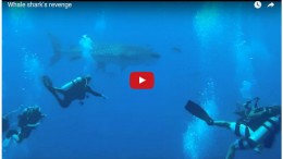 Diver is hit in the face by a whale shark when he attempts to grab its tail.