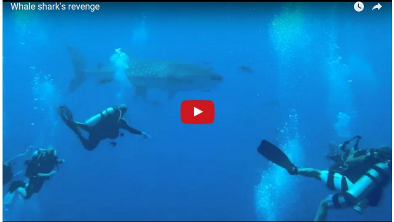 Diver is hit in the face by a whale shark when he attempts to grab its tail.