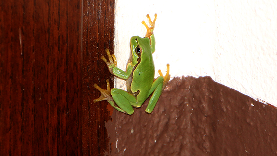 Italian tree frog on a wall in our apartment at Agriturismo Gli Archi di Corsanello, Ville di Corsano, Tuscany, Italy.