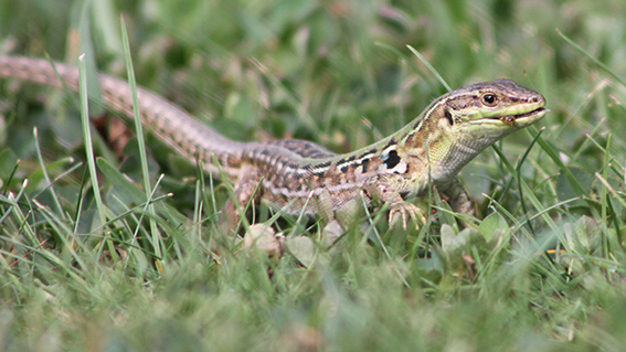 A European wall lizard in the gardens of Agriturismo Gli Archi di Corsanello, Ville di Corsano, Tuscany, Italy.
